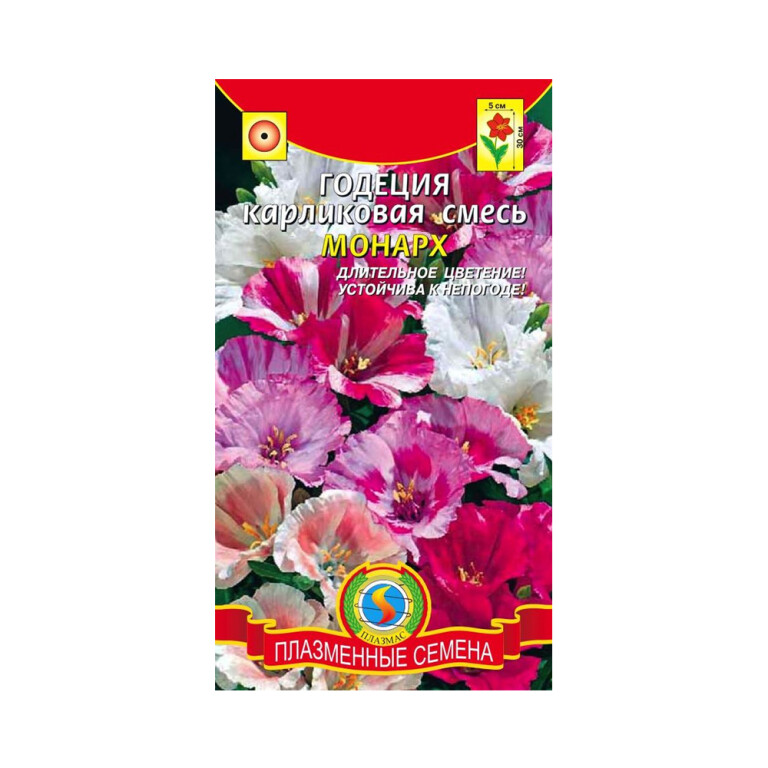 Цв.Годеция Монарх (Плазма)