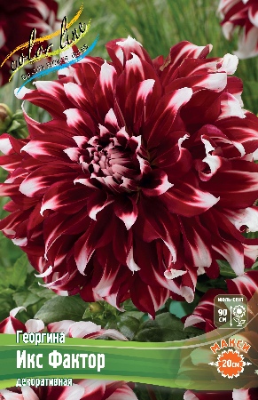 Dahlia X Factor