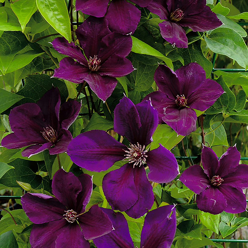 Джипси Куин