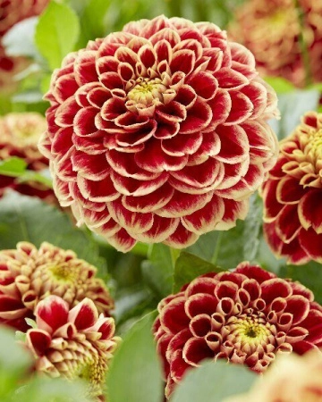 джоуи Хаберт