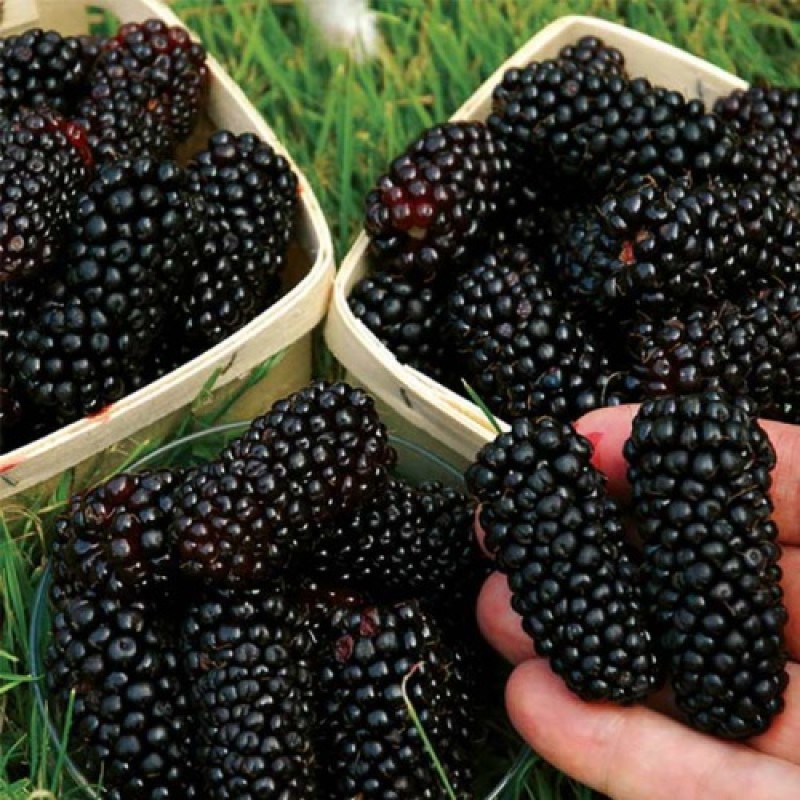 Ежевика Карака Блэк (Поиск)