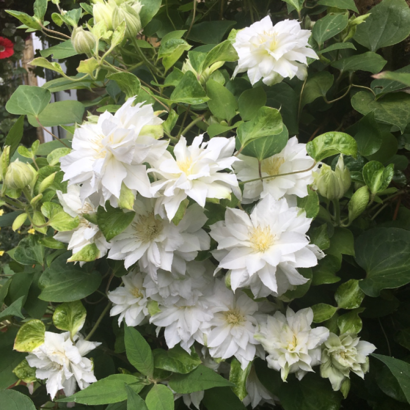 Клематис Фест Лав Р9 (ИС)