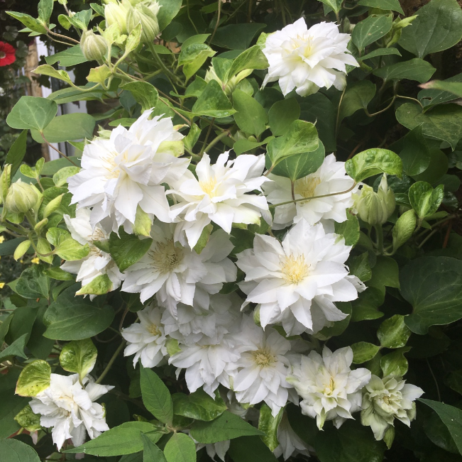 Фёст Лав476916de749f567