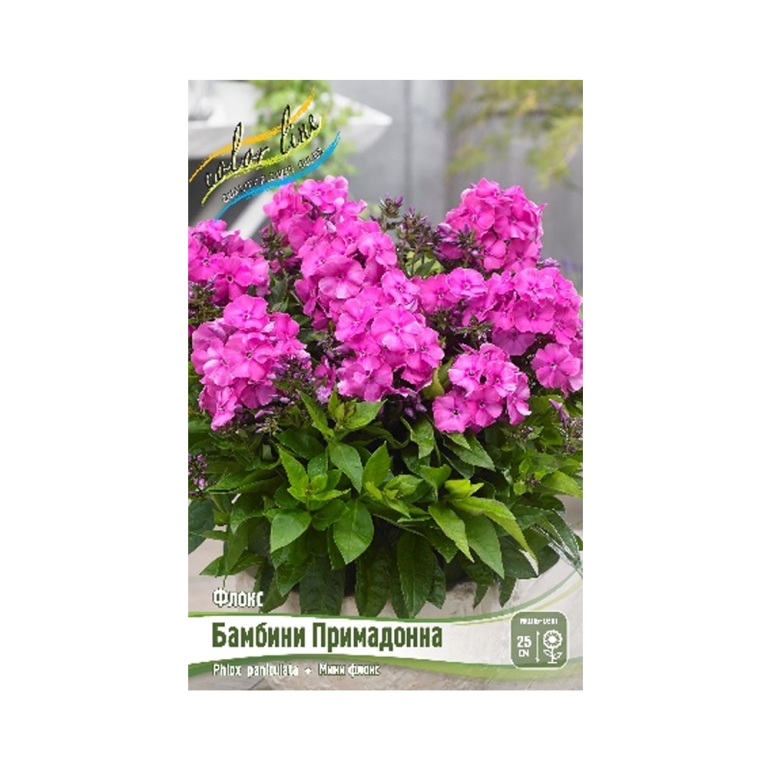 Флокс Бамбини Примадонна (ИС)