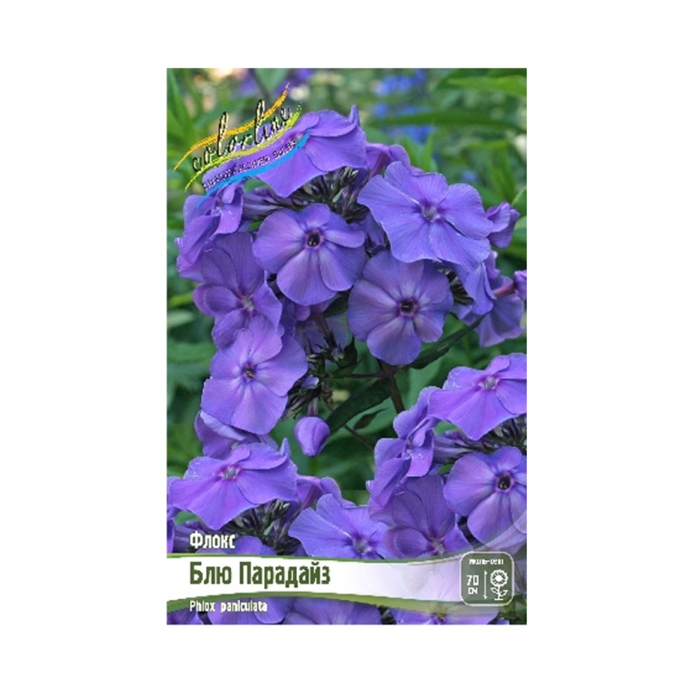 Флокс Блю Парадайз (ИС) 2