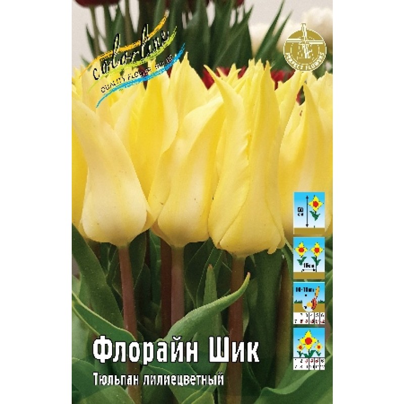 Тюльпан Флорайн Шик (ИС) 7