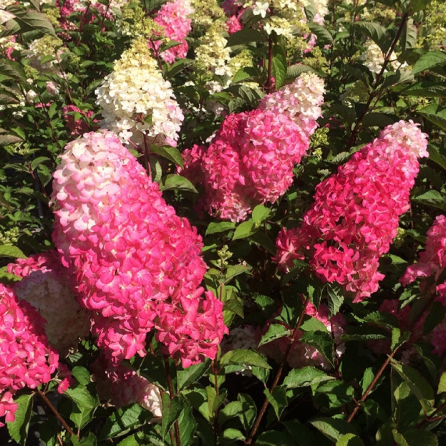 Fraise Melba (Фрайз Мельба)