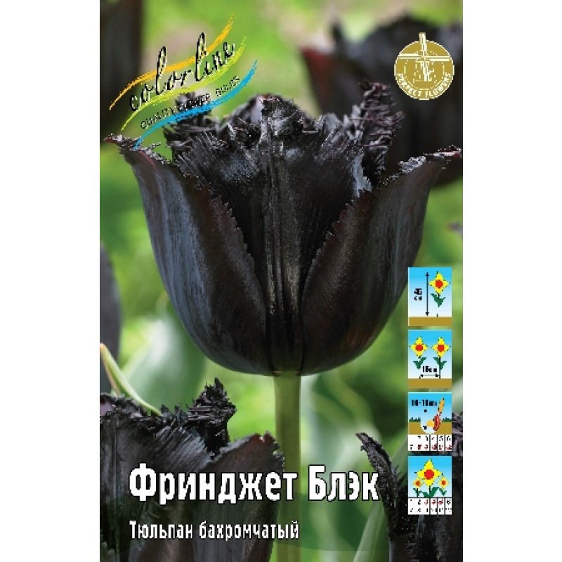 Тюльпан Фринджет Блэк (ИС) 8