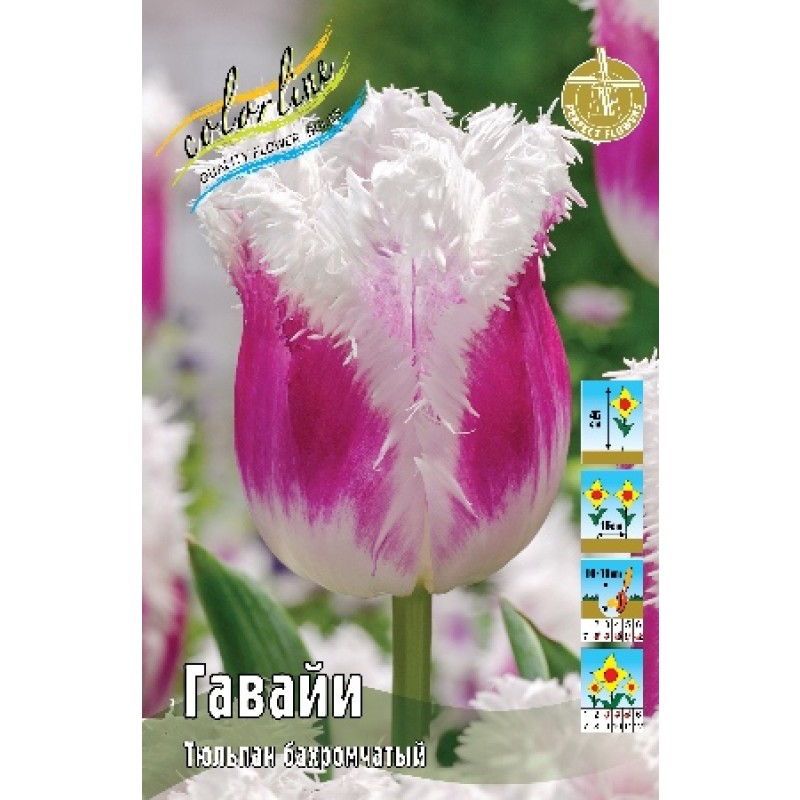 Тюльпан Гавайи (ИС) 8