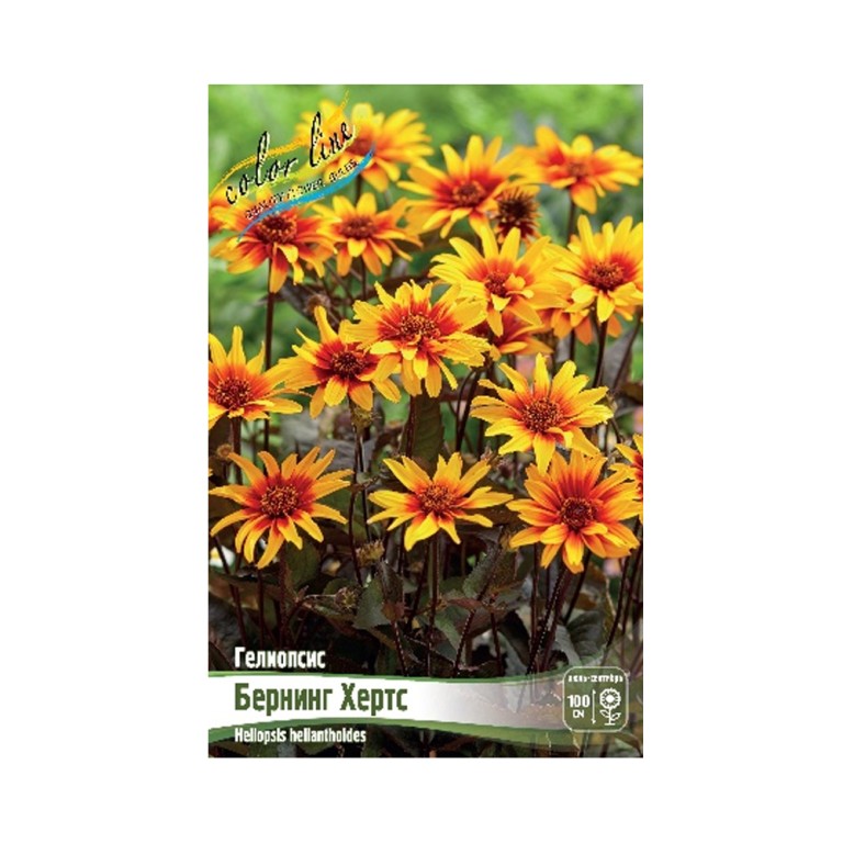 Гелиопсис Бернинг Хертс (ИС)