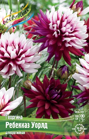 георгин ребекказ уорлд ис