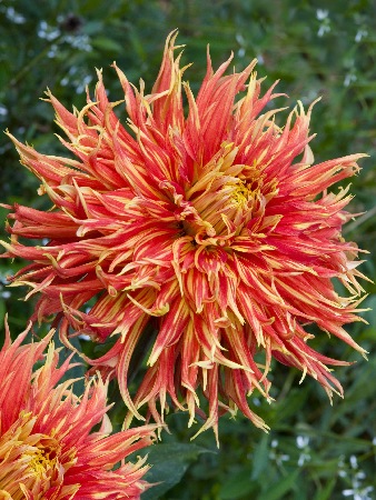 георгин шоу энд телл ис