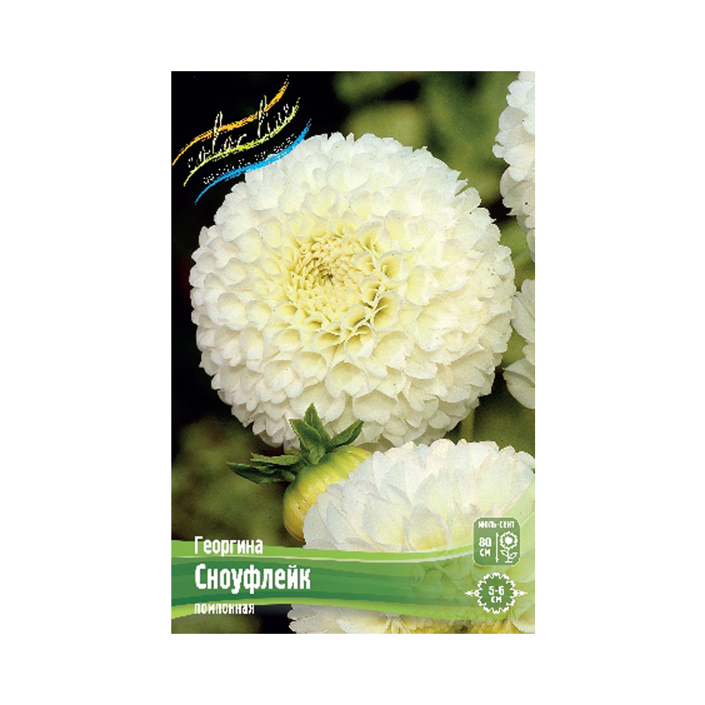 Георгин Сноуфлэйк (ИС)