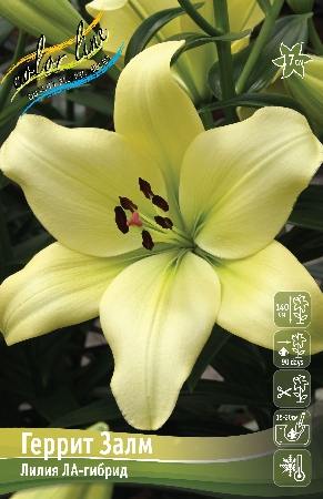 геррит залм