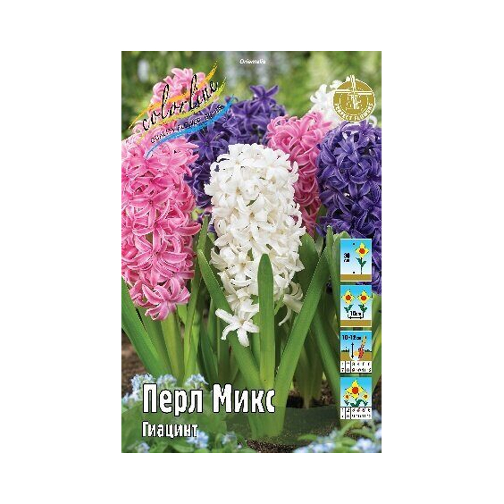 Гиацинты Перл Микс 14 15 (ИС) 3