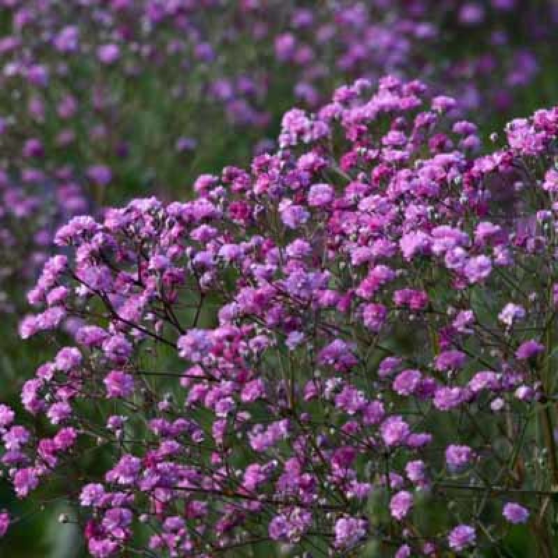 Гипсофила Фламинго (Поиск)