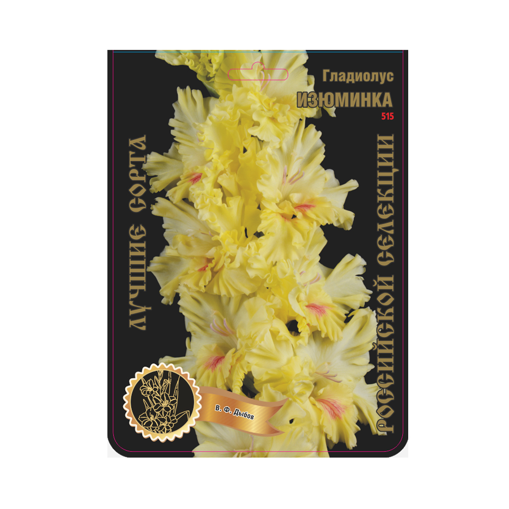 Гладиолус Изюминка (Сиб сад)