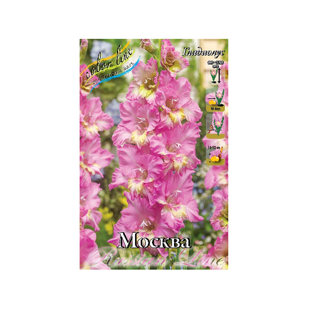 Гладиолус Москва (ИС) 8