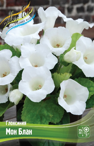 Gloxinia Mont Blanc