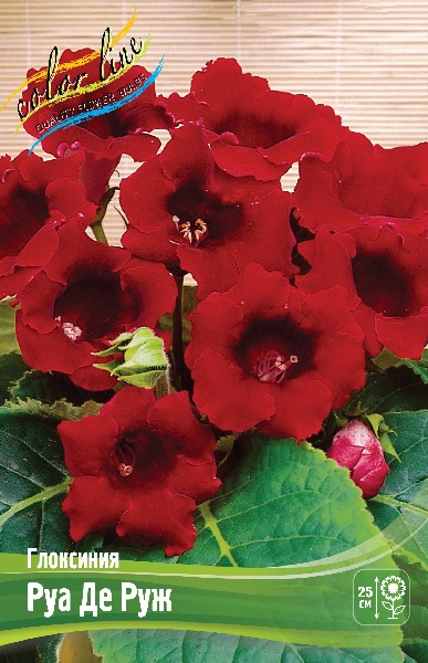 Gloxinia Roi Des Rouges