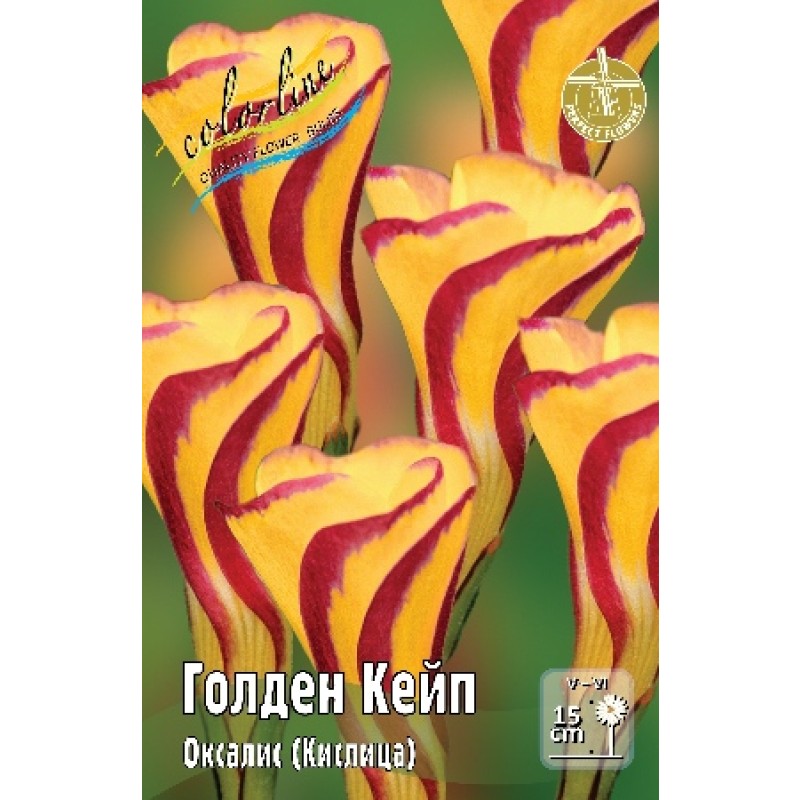 Оксалис Голден Кейп (ИС) 3