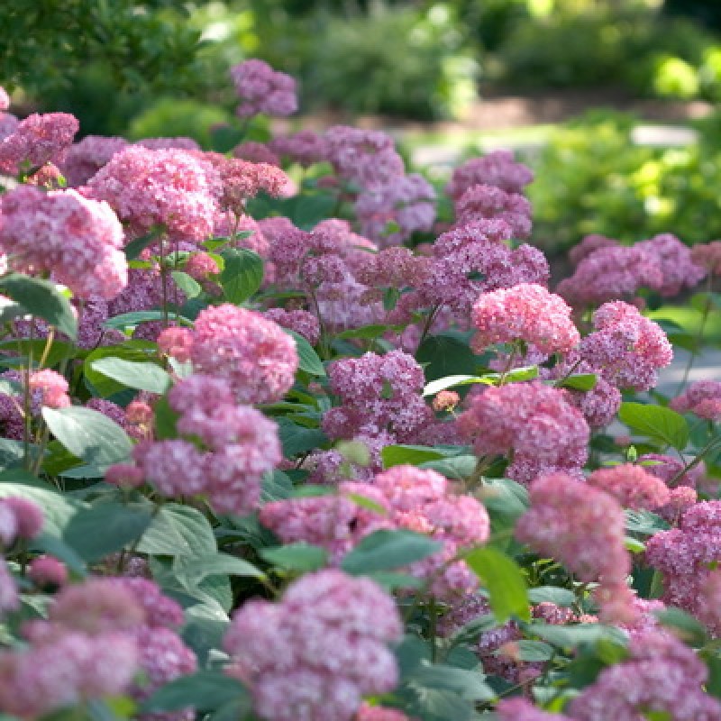 Гортензия  Инвинсибел (Поиск) древовидная