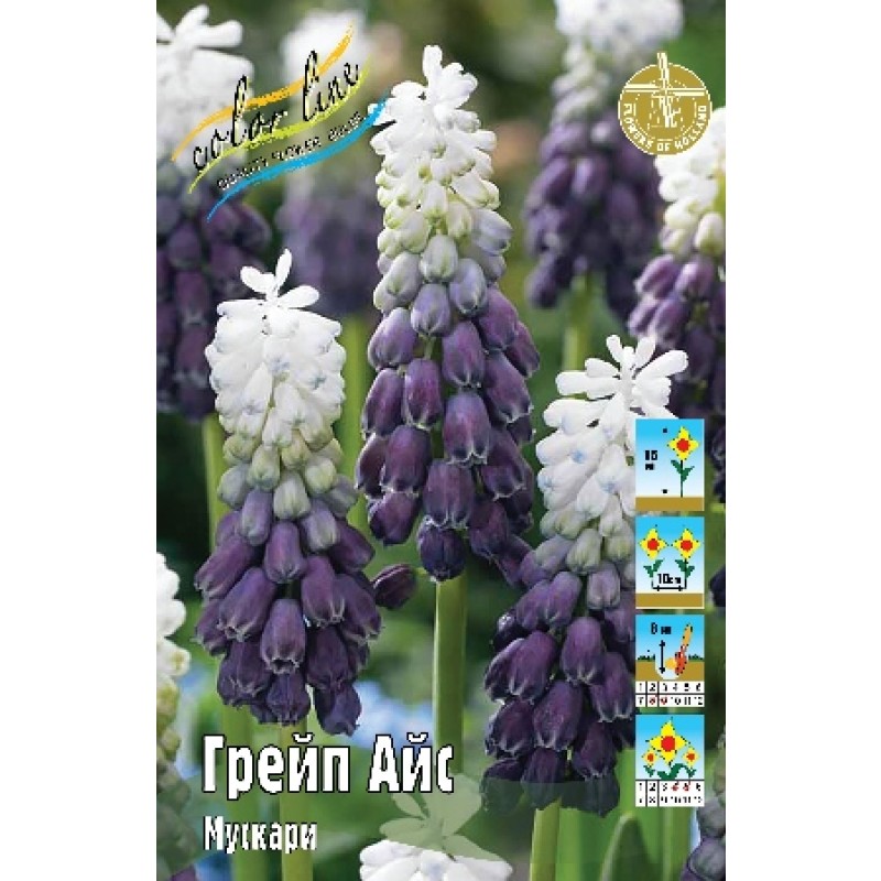 Мускари Грейп Айс (ИС) 5