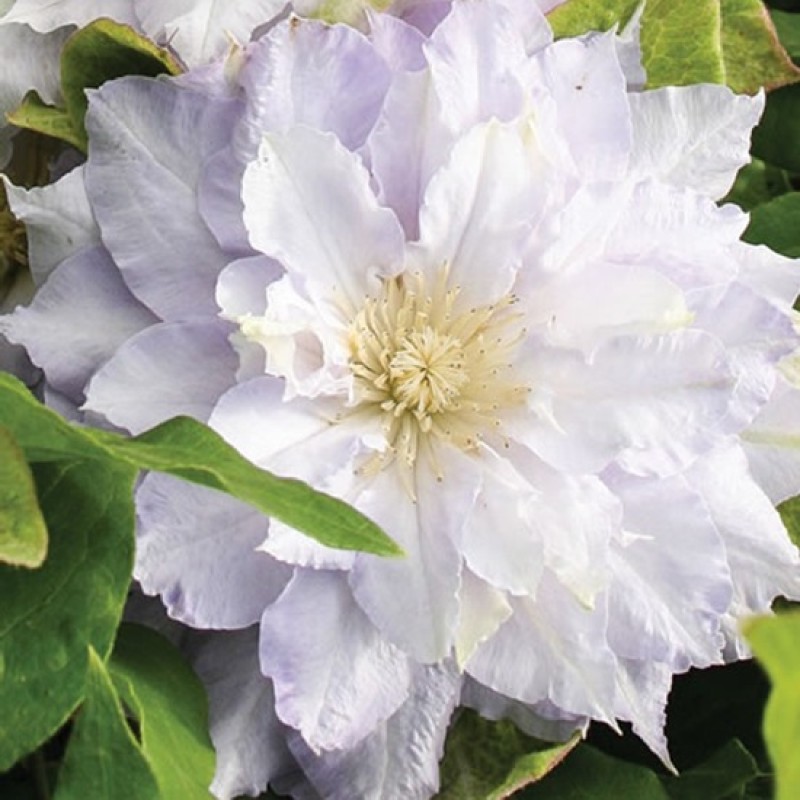 Клематис Хальцедони Р9 (ИС)