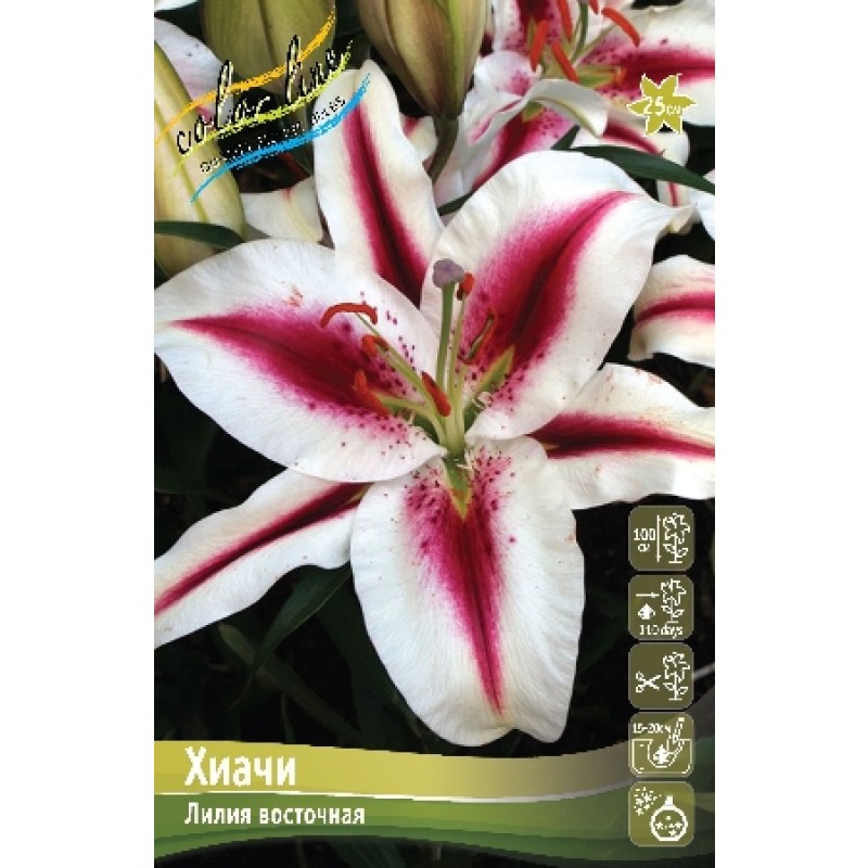Лилии Хиачи (ИС) 5