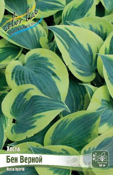 Хоста бен верной