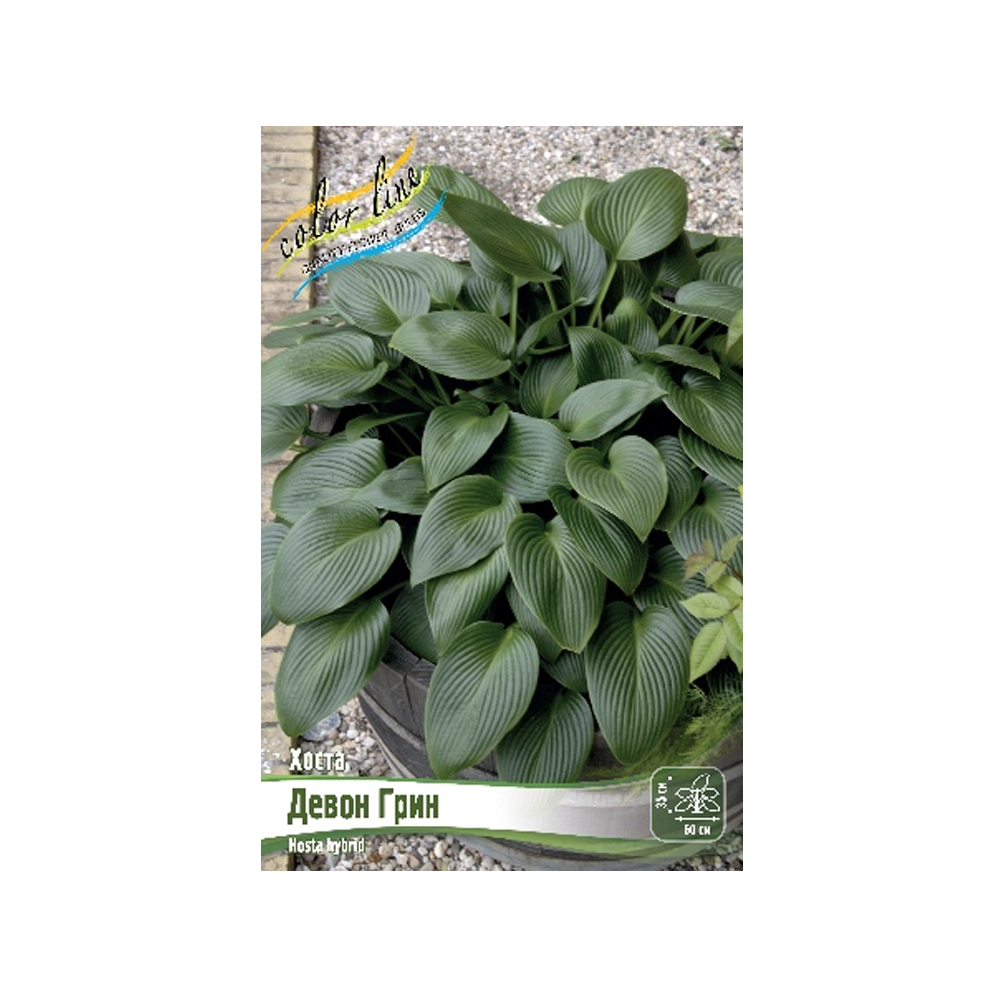 Хоста Девон Грин (ИС) 1