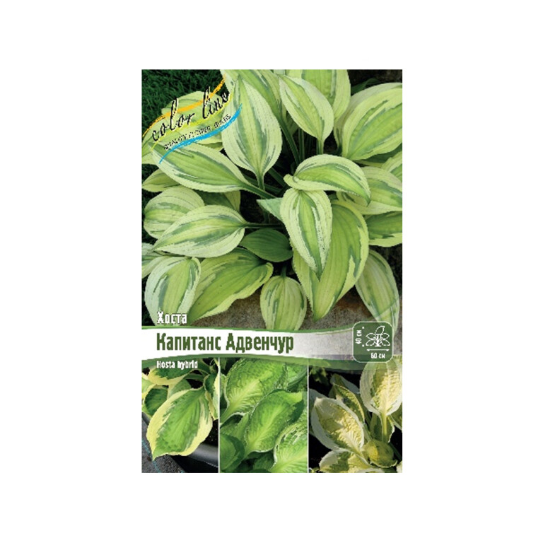 Хоста Капитан Адвенчур (ИС) 1