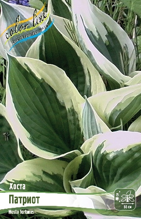 Хоста патриот