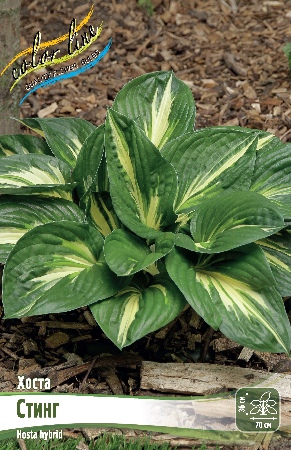 Хоста стинг