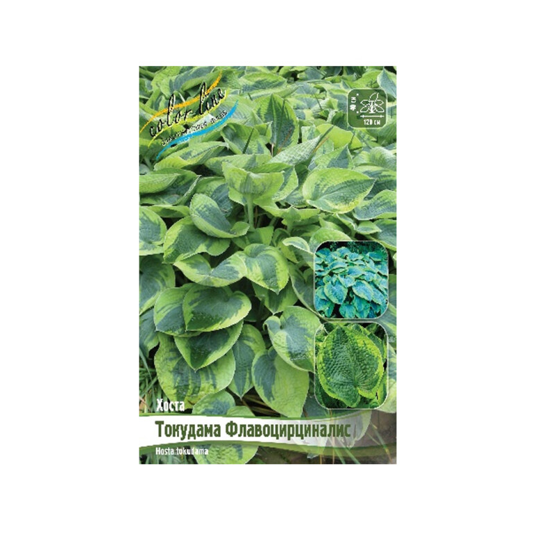 Хоста Токудама Флавоцирциналис (ИС)