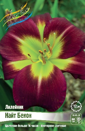 hotx7r00nob8n0chirott1zvlxouychl