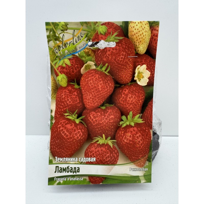 Земляника Ламбада (ИС) 5