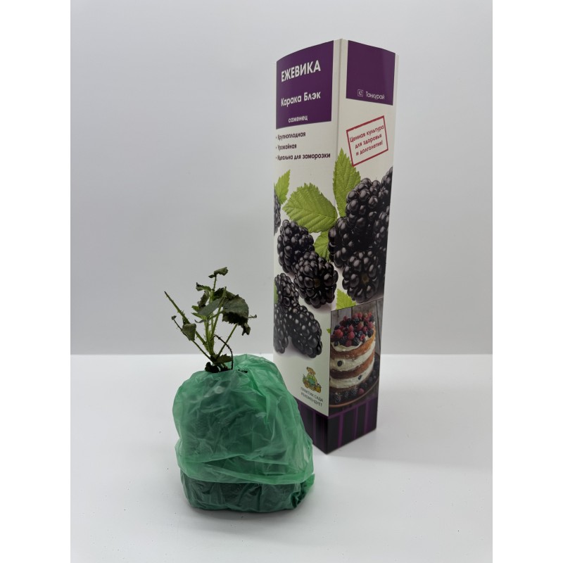 Ежевика Карака Блэк (Поиск)