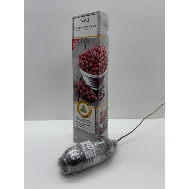 Лох многоцветковый (Поиск)