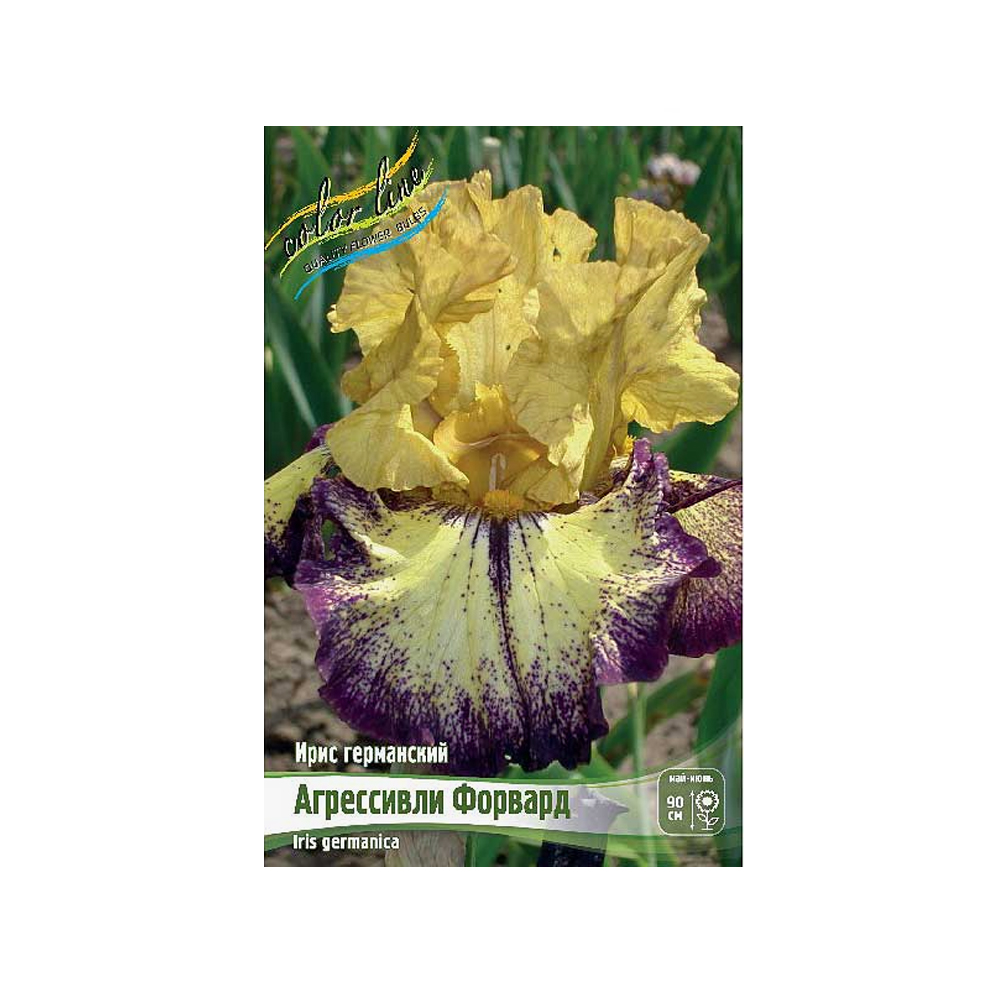 Ирис Агрессивли Форвард (ИС) Германский