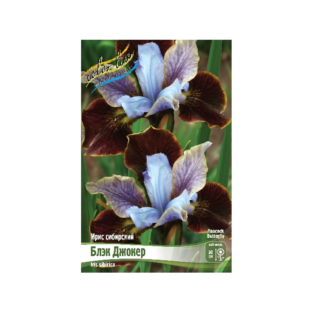 Ирис Блэк Джокер (ИС)