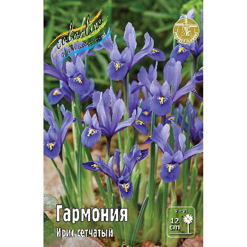 Ирис гармония