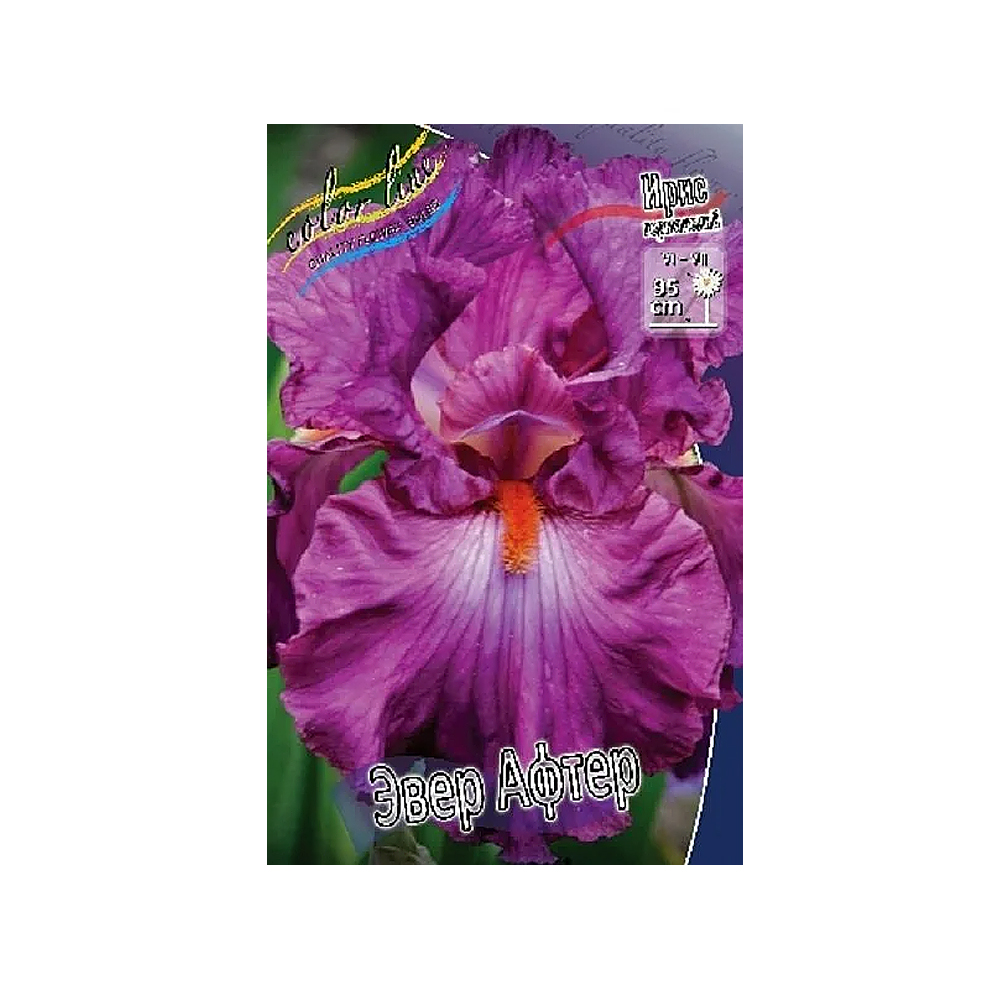 Ирис Эвер Афтер (ИС) Германский