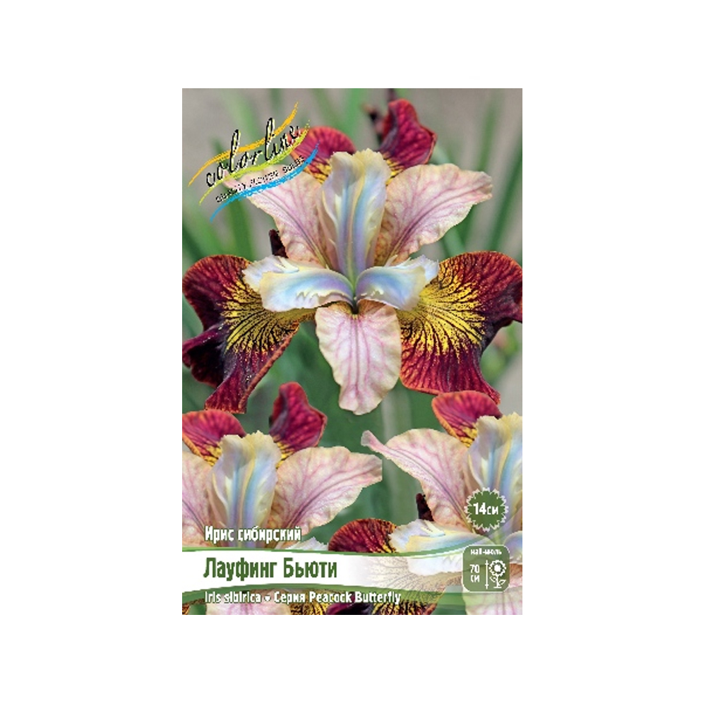 Ирис Лауфинг Бьюти (ИС)