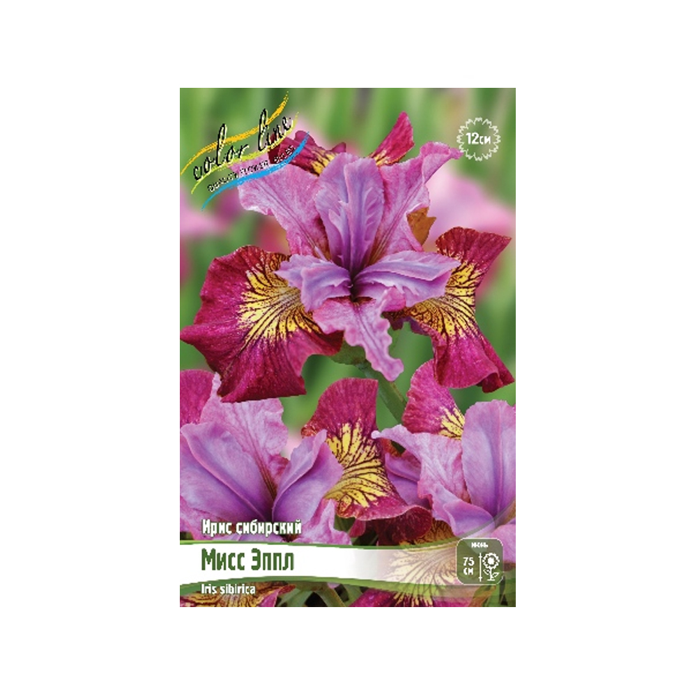 Ирис Мисс Эппл (ИС) Сибирский