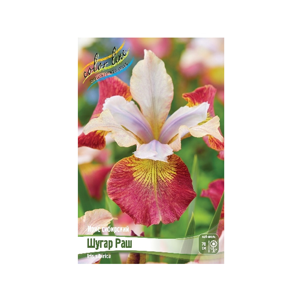 Ирис Шугар раш (ИС) Сибирский