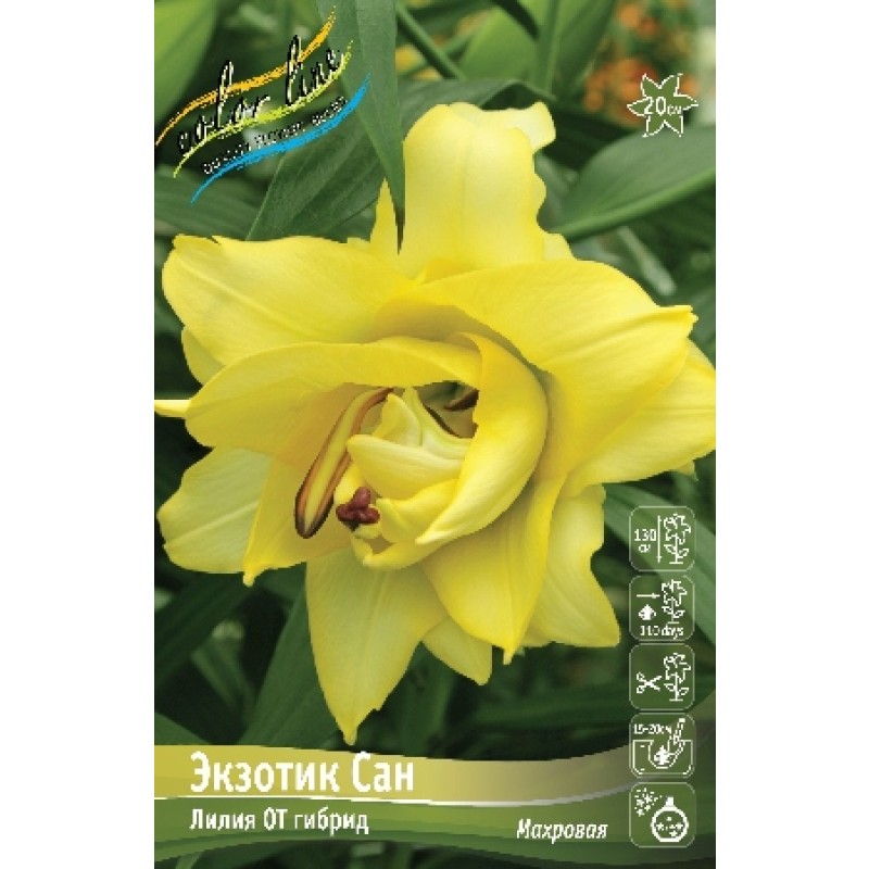 Лилии Экзотик Сан (ИС) 5