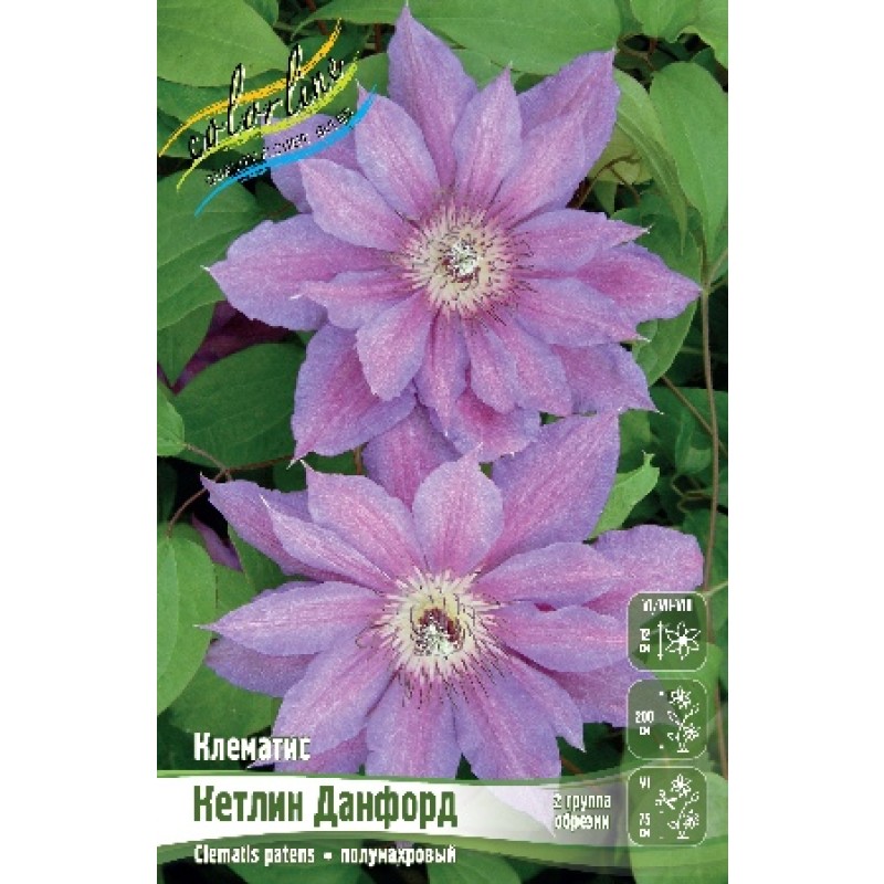 Клематис Кетлин Данфорд (ИС) 2