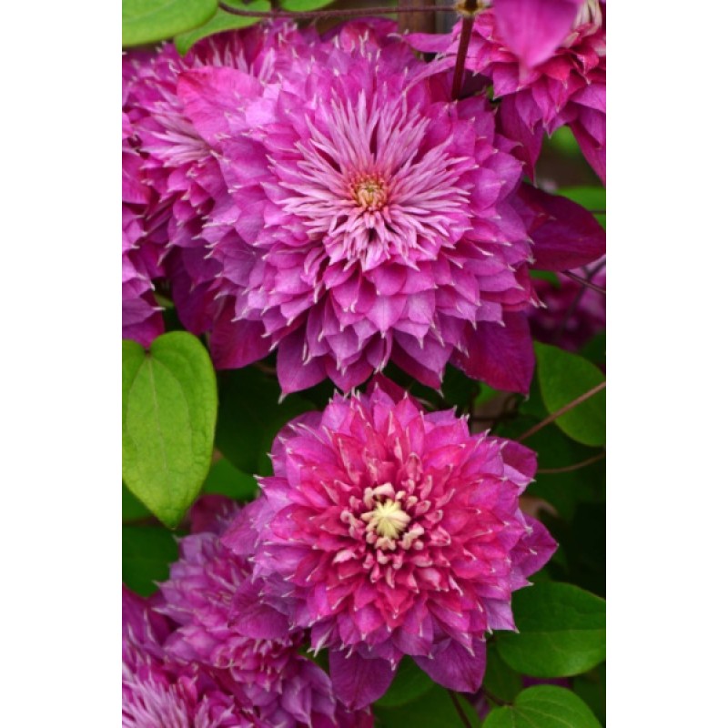 Клематис Кайзер (ИС)