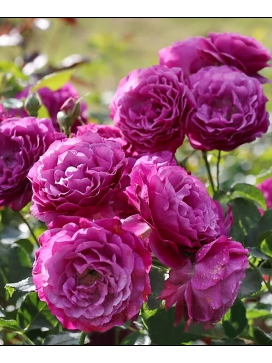 Кармен вюрт